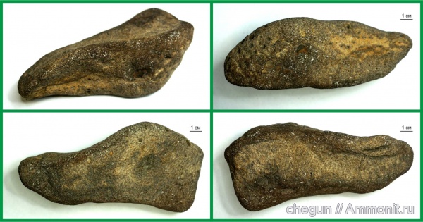 плезиозавры, Ульяновская область