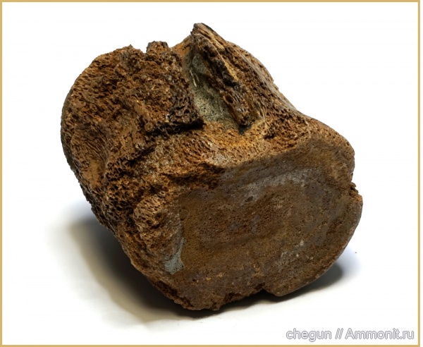 плезиозавры, Ульяновская область, Colymbosaurinae