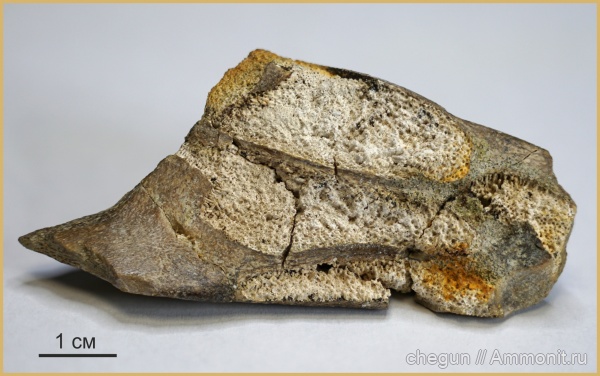 химеры, Саратовская область, кампан, Chimaeriformes, Ischyodus bifurcatus