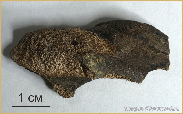 химеры, сеноман, Саратовская область, Пудовкино, Chimaeriformes