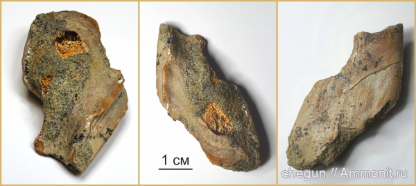 химеры, Саратовская область, кампан, Chimaeriformes