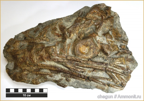 ихтиозавры, Ульяновская область, позвонки