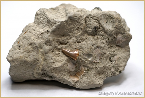 мел, зубы, акулы, Самарская область, зубы акул, сантон