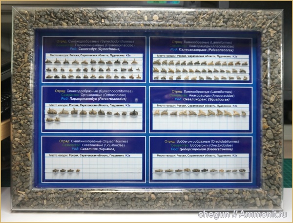 сеноман, зубы акул, Саратовская область, Пудовкино