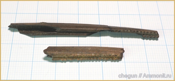 химеры, сеноман, плавниковые шипы, Саратовская область, Пудовкино, Chimaeriformes, ихтиодорулиты