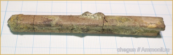 химеры, плавниковые шипы, Саратовская область, кампан, Chimaeriformes, ихтиодорулиты