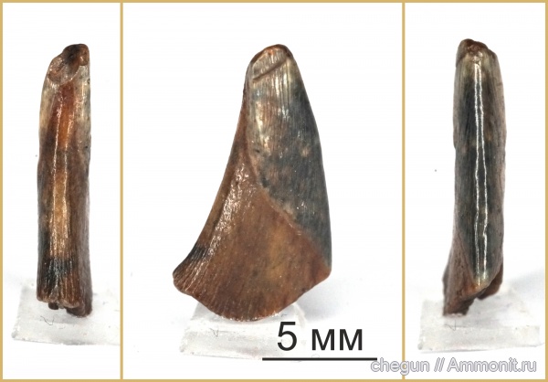 сеноман, Пудовкино