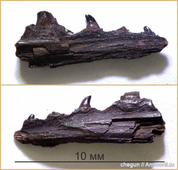 рыбы, сеноман, Пудовкино