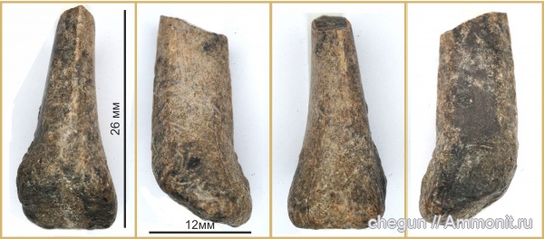 сеноман, Пудовкино