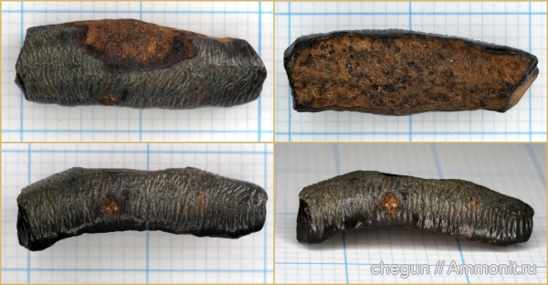 сеноман, Пудовкино, Acrodus