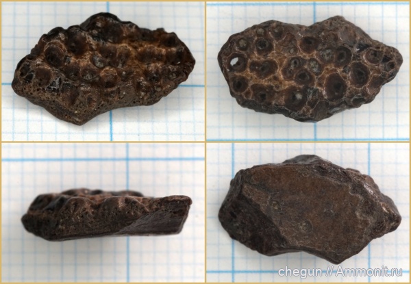 сеноман, Пудовкино