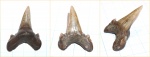 Крупный зуб из Карамышки на определение