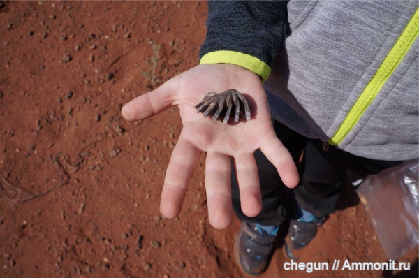 триас, зубные пластины, Ceratodus, двоякодышащие рыбы, Оренбургская область, Ceratodus multicristatus multicristatus