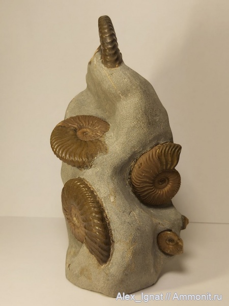 аммониты, Deshayesites, КБР