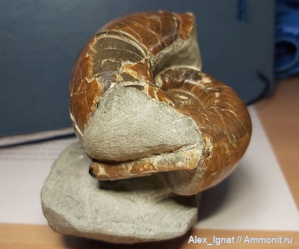 аммониты, Eogaudryceras, Ptychoceras