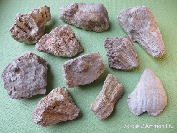 двустворки, Новгородская область, актиноциатус, хететиды