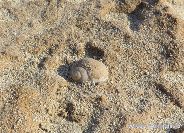 гастроподы