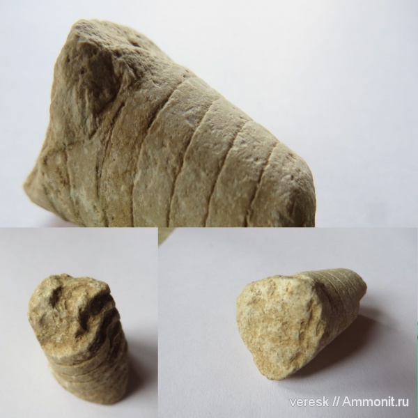 наутилоидеи