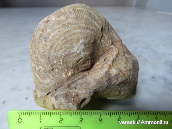 брахиоподы