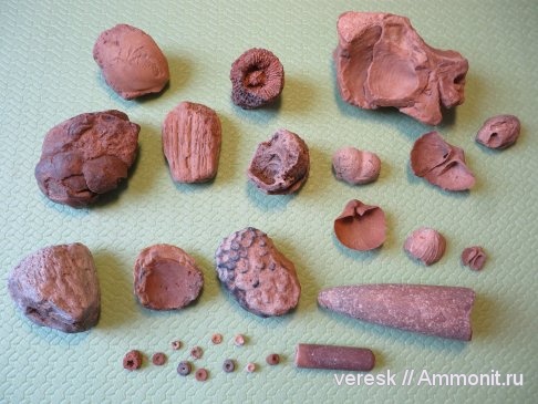 белемниты, брахиоподы, морские лилии, кораллы, хететиды