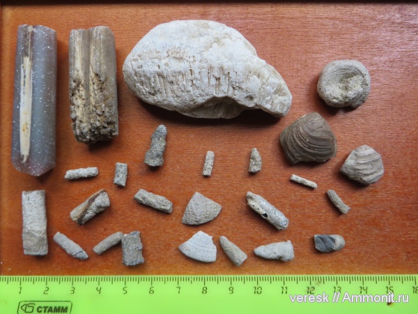 белемниты, гастроподы, двустворки