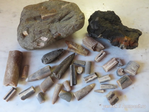 белемниты, юра, Звенигород, Мозжинка