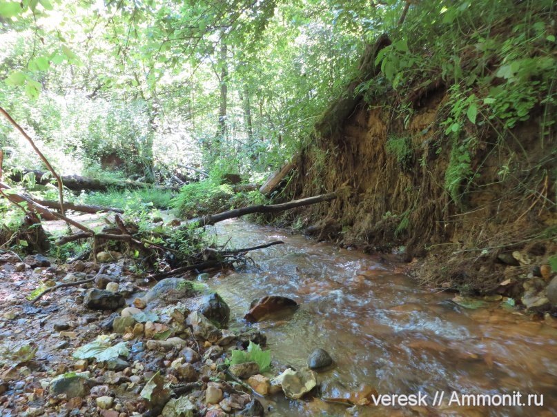 из лесного оврага на дне которого бежал. особо охраняемая территория мозжинский овраг. из лесного оврага на дне которого бежал. образование оврагов. воркование или воркование.
