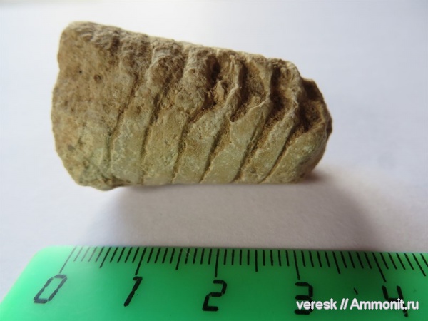 наутилоидеи