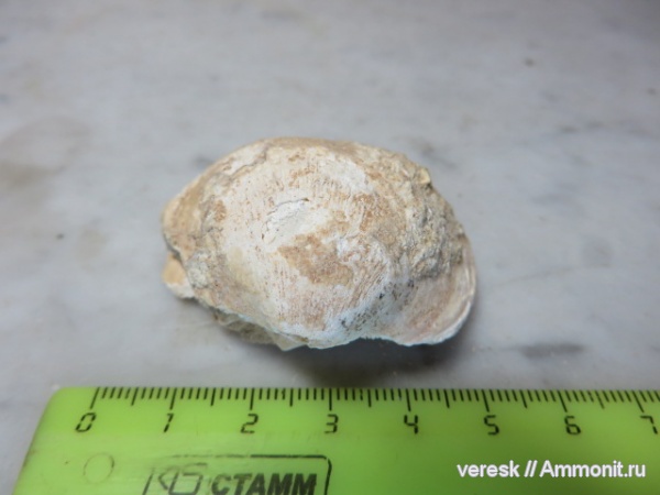 неоген, двустворки, Кипр