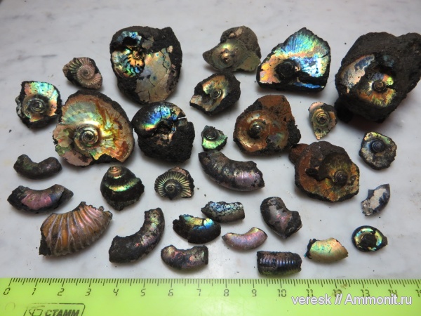 аммониты, юра, Филевский парк