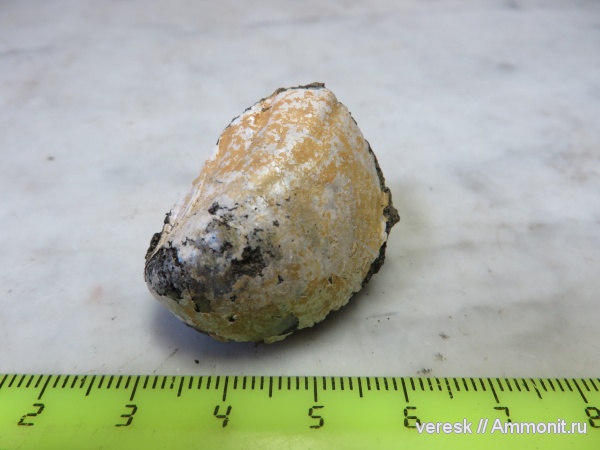 юра, двустворки, Филевский парк