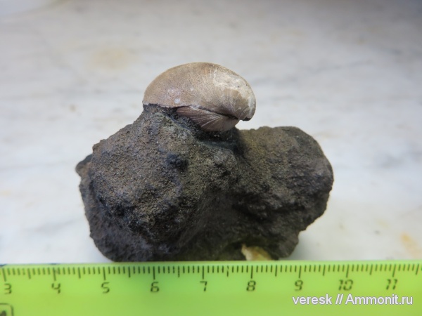 брахиоподы, юра, Филевский парк, Russiella