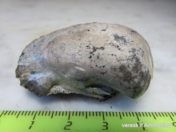 юра, двустворки, Филевский парк