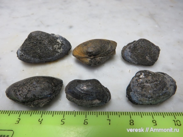 юра, двустворчатые моллюски, Pleuromya, Филевский парк