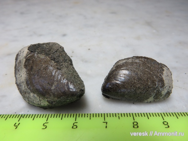 юра, двустворки, Филевский парк