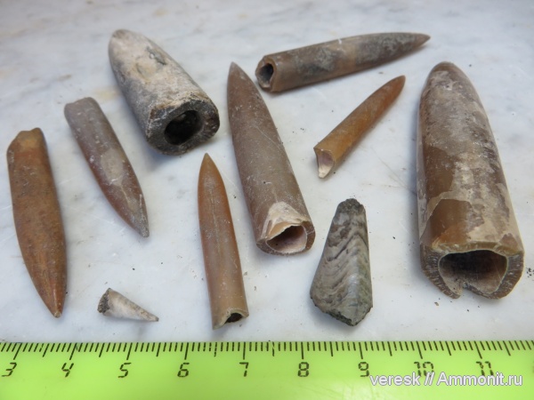 белемниты, юра, фрагмоконы, Филевский парк