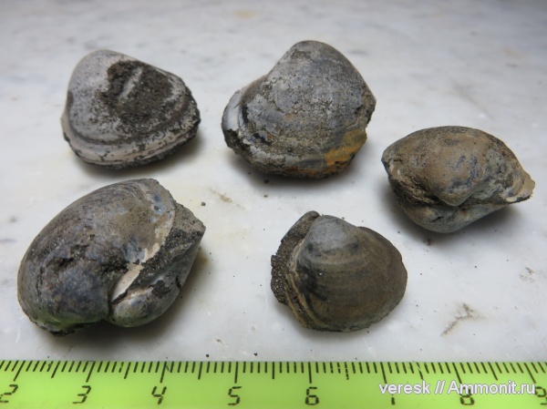 юра, двустворки, Филевский парк