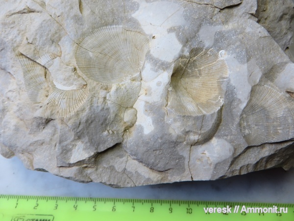 брахиоподы, карбон, отпечатки, песчаный карьер, Звенигород