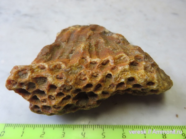 карбон, ругозы, песчаный карьер, Звенигород