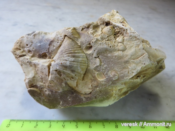 брахиоподы, карбон, Звенигород