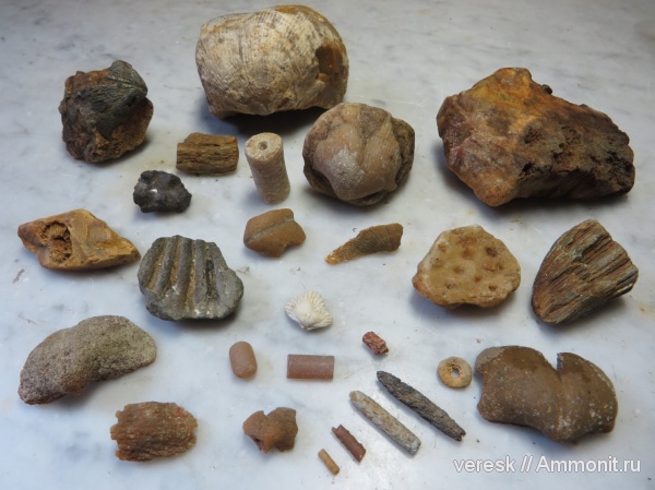 окаменелости, аммониты, брахиоподы, морские лилии, губки, иглы морских ежей, Мозжинка, овраги