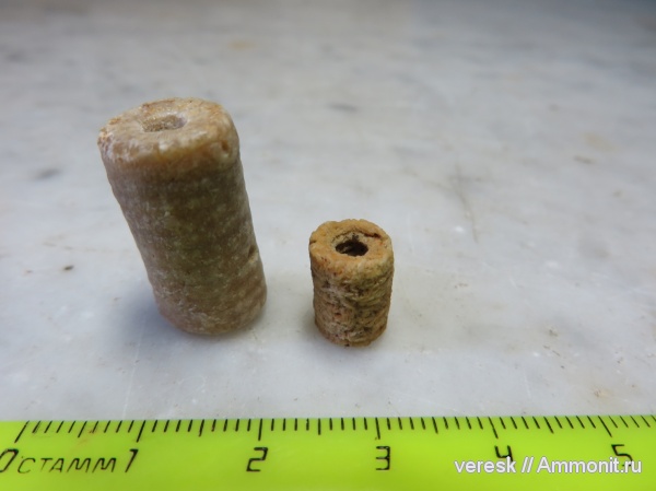 морские лилии, карбон, Мозжинка, овраги