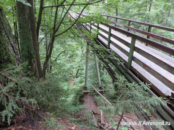 окаменелости, карбон, юра, Мозжинка, овраги