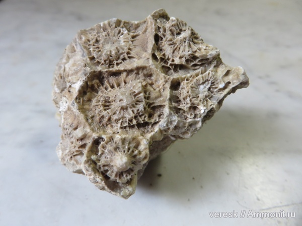 карбон, кораллы, Actinocyathus, Валдай, актиноциатус, Байнево