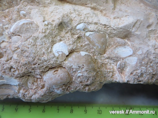 неоген, двустворки, Кипр