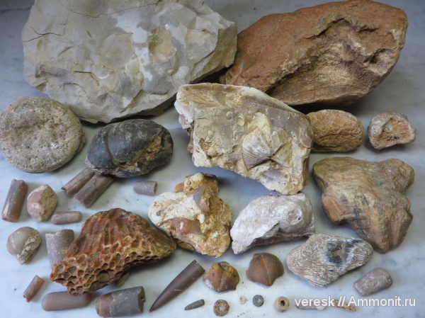 белемниты, брахиоподы, морские лилии, карбон, хететес, ругозы, Звенигород