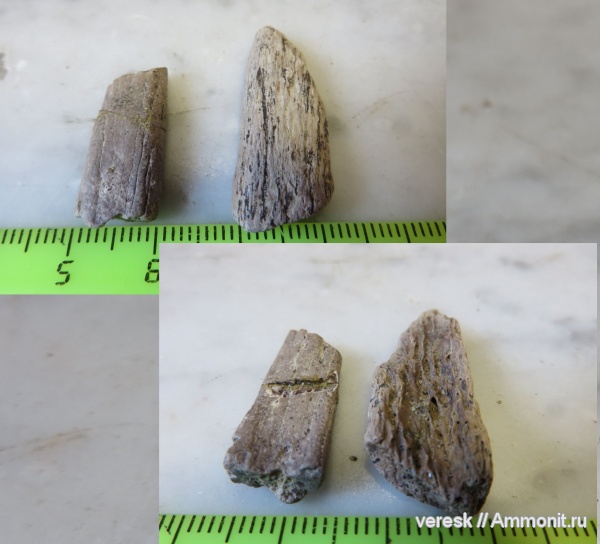 мел, морские рептилии, Варавинский овраг