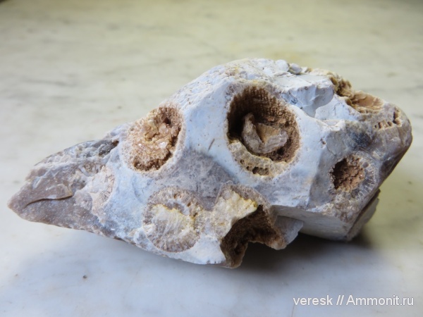 карбон, кораллы, песчаный карьер, Звенигород