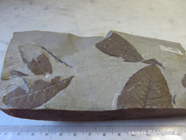 палеоген, растения, кайнозой, лавровый лист