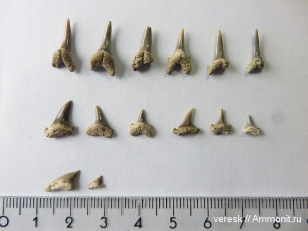 мел, рыбы, зубы, Варавинский овраг